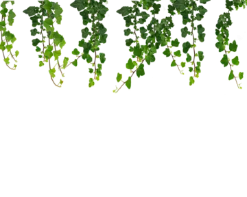 a bunch of green leaves on a white background
