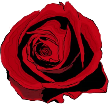 a red rose on a white background