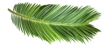 a palm leaf on a white background
