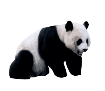 a black and white panda bear