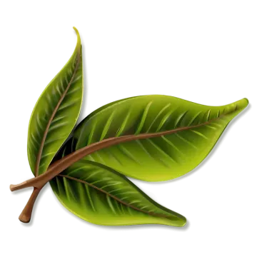 a leaf on a white background