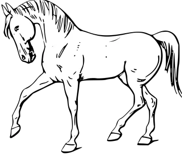 a black and white horse