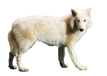 a white wolf standing in the middle of the frame