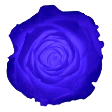 a purple rose on a white background