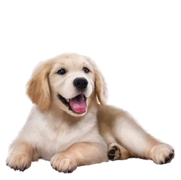 a small dog laying down with its tongue out