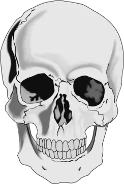 a drawing of a skull
