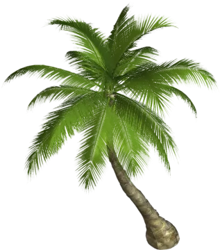 a palm tree on a white background