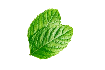 a green leaf on a white background