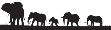 a family of elephants silhouetted against a white background