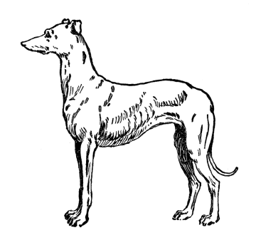 a black and white drawing of a dog