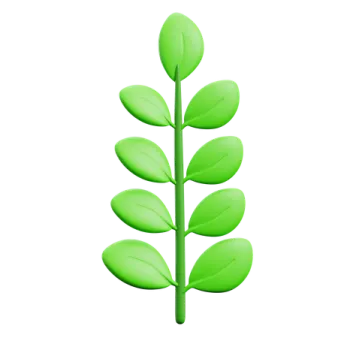 a green leaf on a white background