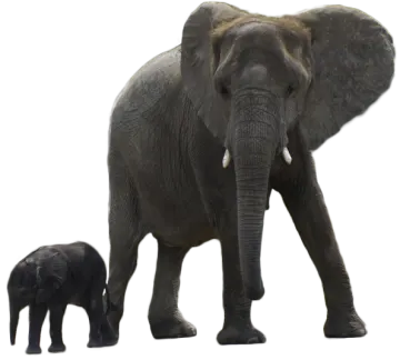 an elephant standing next to a baby elephant