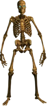 an image of a skeleton