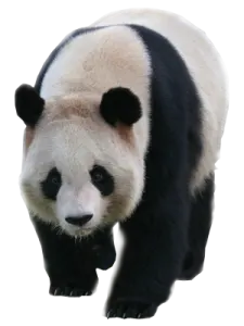 a black and white panda