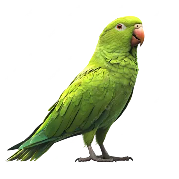 a green parrot sitting on top of a white background