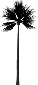 a black and white photo of a palm tree