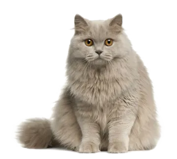 a gray cat sitting down with its eyes open