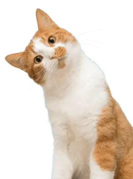 an orange and white cat looking up at something