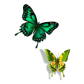 two green butterflies on a white background