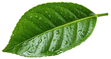 a leaf with water droplets on it