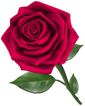 a red rose on a white background