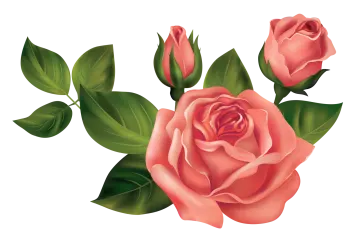 two pink roses with green leaves on white background