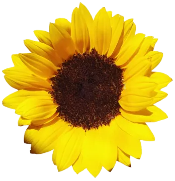 a yellow sunflower on a white background