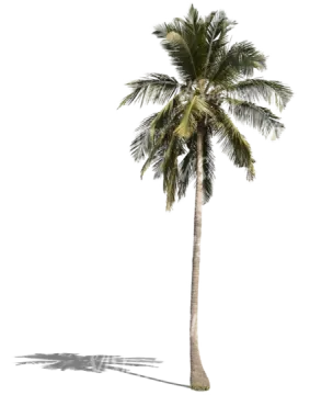 a palm tree on a white background