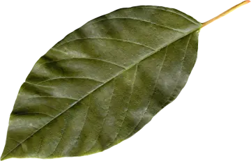 a green leaf on a white background