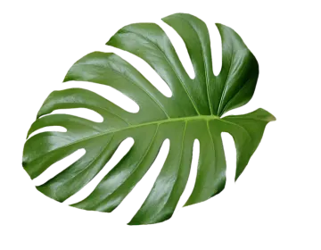 a large green leaf on a white background