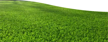 a green lawn with grass and white background