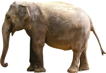 an elephant standing on a white background