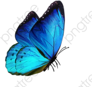a blue butterfly on white background