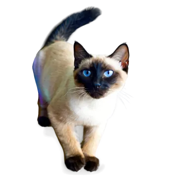 a cat with blue eyes