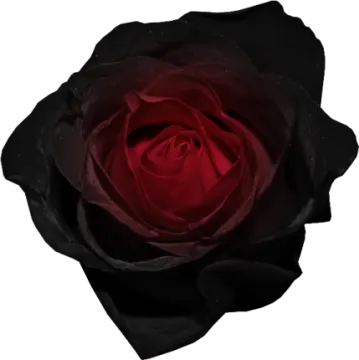 a red rose on a white background