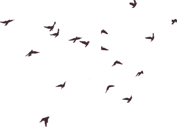 a flock of birds flying in the sky