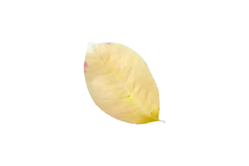 a yellow leaf on a white background