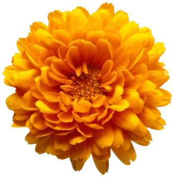 a yellow flower on a white background