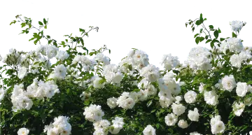 a bunch of white roses on a tree