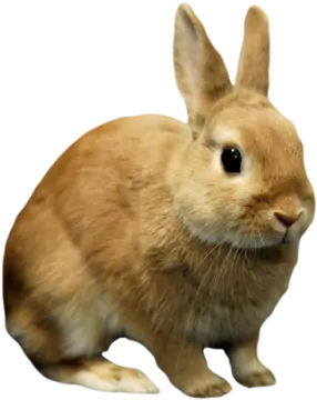 a brown rabbit sitting on top of a white surface