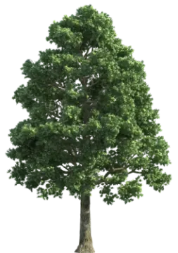 a tree on a white background