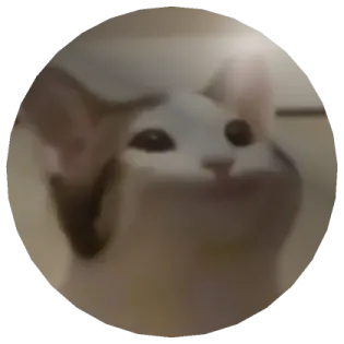 a close up of a cat's face in a circle