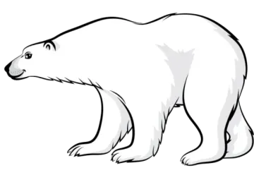 how to draw a polar bear