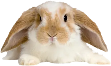 a brown and white rabbit on a white background