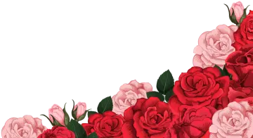 red and white roses on a white background