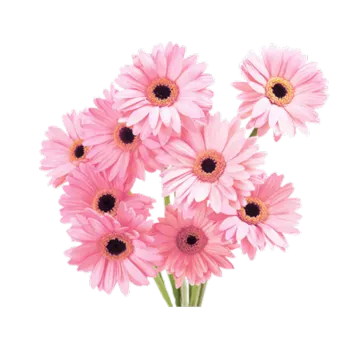 a bunch of pink flowers
