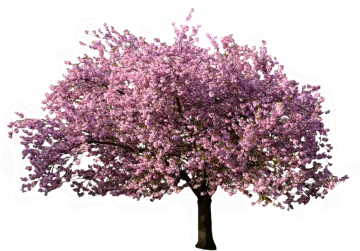 a tree with purple flowers on it