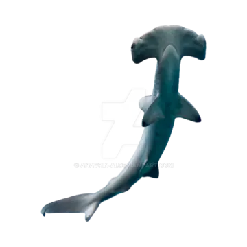 a dolphin swimming in the ocean on a white background