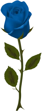 a blue rose on a white background