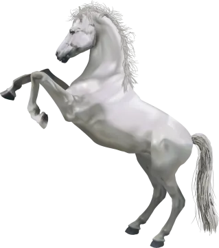 a white horse standing on its hinds